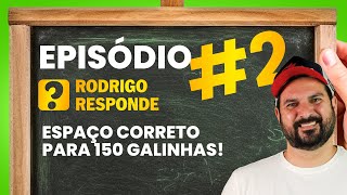 Qual o ESPAÇO IDEAL para 150 GALINHAS [upl. by Harmonia]