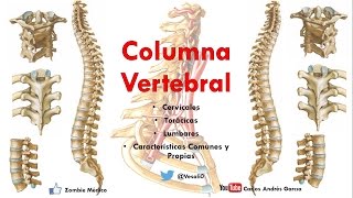 Anatomía  Columan Vertebral Caracteríticas Comunes y Propias de las vértebras [upl. by Ativad50]