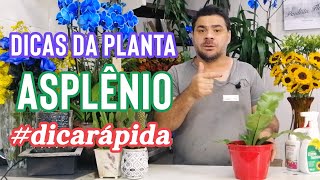 Dicas da Planta Asplênio Shorts [upl. by Sillyrama]