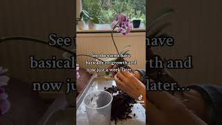 A before leca and after leca comparison plants houseplants orchid leca plantcare flowers [upl. by Atnovart195]