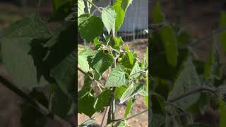 Gardening  Tomatillos 2024 [upl. by Durwood]