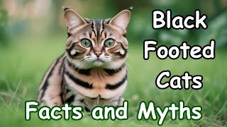 Unveiling the Mystique BlackFooted Cats  Facts and Myths [upl. by Aivun]