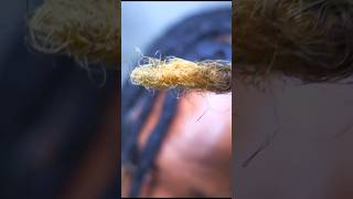 2 Year Dreadlock Journey Update  Loc Journey [upl. by Kazmirci]