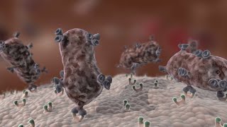 Antibody Immune Response shorts [upl. by Aliled]