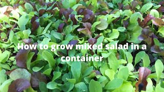 How to grow a mixed salad in a container Vlog 5 [upl. by Cadel]