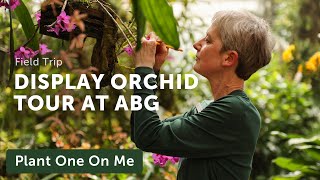 Display ORCHID CONSERVATORY Tour AtlBotanicalGarden — Ep 323 [upl. by Whitney]