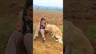 Emma amp mom chilling in the farm 😀goldenretrievercute shortsviral shorts doglover funny [upl. by Haroldson]