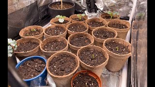 Seed germination process project Day 6 part2 [upl. by Etty]