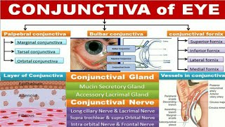 Conjunctiva [upl. by Aldos891]