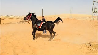 عسف دهماء في نص ساعة وركوبها Horse Training  First Ride  Mount horse in half hour for first time [upl. by Brentt]