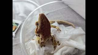 How to Build a Bioactive Gecko Enclosure and unboxing a Lilly White Crested Gecko [upl. by Khudari]