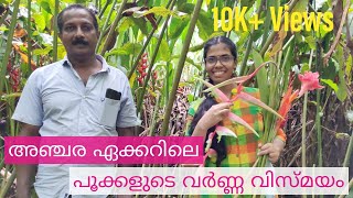 Heliconia Flower Cultivation Torch Ginger Heliconia plant care Malayalam flower Farming VLG71 [upl. by Nelag671]