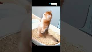 cute baby cats ☺️ cat viral youtubecats shortvideo viralvideo youtubeshorts [upl. by Naima229]