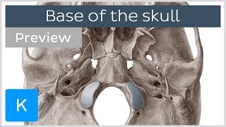 Inferior View of the Base of the Skull preview  Human Anatomy  Kenhub [upl. by Iclehc]