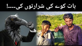 crow  Kawy ki BAAT  kauwa in Urdu  Saeen Log [upl. by Riti]