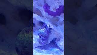 Reef Tank Hermit Crab climbing [upl. by Cobby]