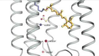 Bacteriorhodopsin [upl. by Alrahs]