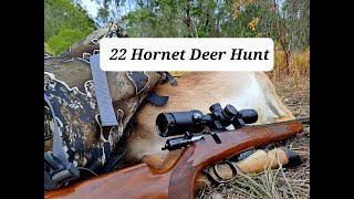 22 Hornet Deer Hunt  Fallow Deer [upl. by Gupta122]