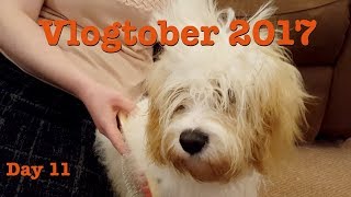 Vlogtober Day 11  Grooming our Cavachon puppy  The Meadows Vlogs [upl. by Lenno570]