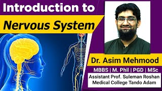 Introduction To Nervous System and Neuron  Hindi  Urdu [upl. by Alraep]