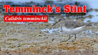 Temmincks Stint  Calidris temminckii [upl. by Grata]