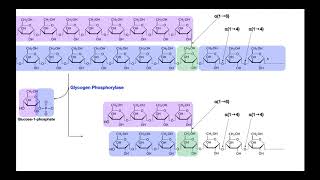 Biochemistry of Glycogenolysis EXPLAINED [upl. by Hiro]