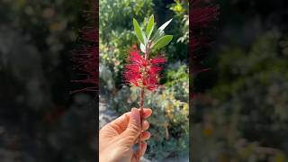 Bottlebrush A Pollinator Paradise Day and Night bottlebrush droughttolerant [upl. by Vachel758]