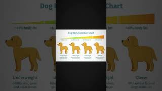 Dog body Condition Chart pets pune petcareservices petcareprovider dogbodylanguage [upl. by Ybocaj418]