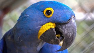 The Most Beautiful Parrot On Earth  Hyacinth Macaw [upl. by Enelav468]