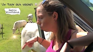 Une matinée où nous allons voir nos bêtes en pâture  VLOG 🐮 [upl. by Lucilia487]