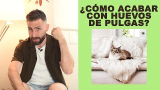 ¿Cómo eliminar los huevos de pulgas de los gatos de las mantas cobijas [upl. by Noemis]