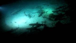 Shark Feeding Frenzy at Cocos Island [upl. by Eelamme]