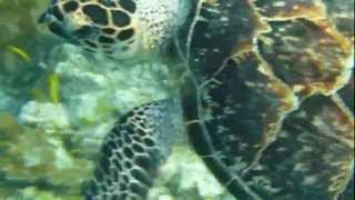 Hawksbill Turtle [upl. by Noillimaxam]