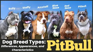 Pitbull Dog Breed Types Differences Appearances and Characteristics [upl. by Eustache]