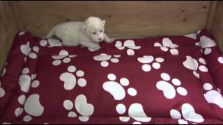 Raw White Lion Cub Debuts at Serbia Zoo [upl. by Aizitel]