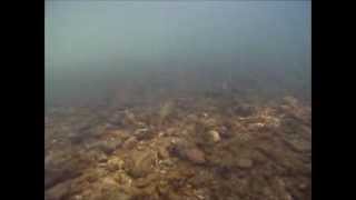 Snorkeling the Big Piney River MO [upl. by Erdne]