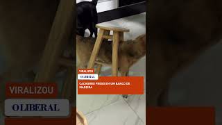 Cachorro preso em um banco de madeira [upl. by Luahs]