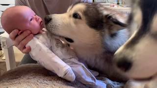 MALAMUTE AND BABY  MORNING ROUTINES [upl. by Twyla]