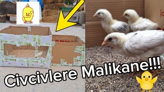 CİVCİVLERE MALİKANE YAPTIK [upl. by Ulita]