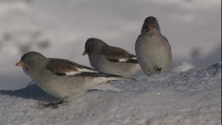 Il fringuello alpino  The snowfinch  Montifrigilla nivalis [upl. by O'Callaghan]