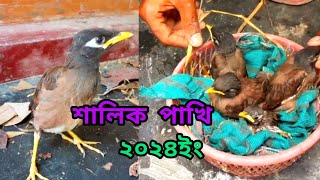 শালিক পাখিকে পোষ মানাতে নতুনদের কিছু পরামর্শ।। [upl. by Talie]