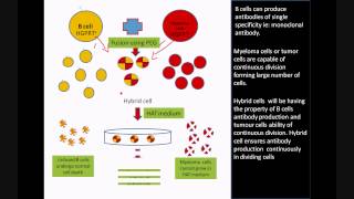 Monoclonal antibody production using Hybridoma Technology [upl. by Enileqcaj]