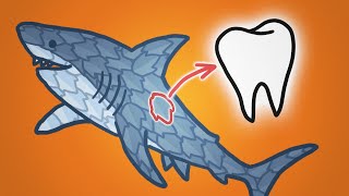 Why Sharks Are Covered In Teeth [upl. by Eihs]