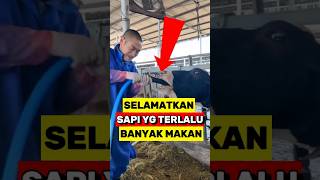 Cara efektif Mencegah Penumpukan Gas Pada Perut Sapi‼️ [upl. by Anyd]