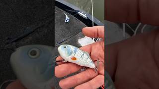 This Sucks blooper bassfishing fishing [upl. by Grier800]