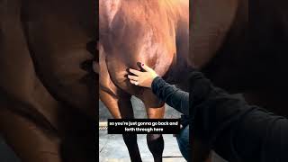 How to massage your horse  deep pectoral muscles equinemassage equinehealth horseriding [upl. by Hanford]