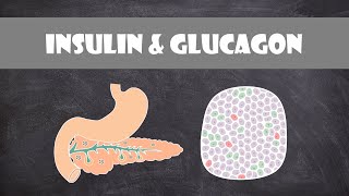 Pancreas Hormones Insulin amp Glucagon  Anatomy amp Physiology [upl. by Syst]