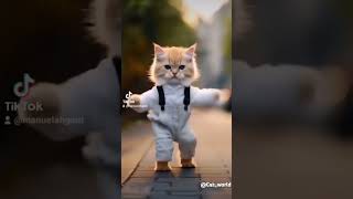 cute cat funny dance 🤩shorts chubbycat cat cute cutecat [upl. by Annael]