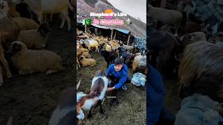 Shepherd’s Life in Mountain of Gilgit Baltistan  Ghanche Khaplu Valley  Pahadi Logon ki Zindagi [upl. by Kirsteni]