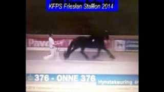 KFPS Friesian Stallion ONNE 376 Hengstenkeuring 2014 [upl. by Marcoux]